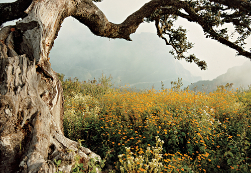 Sierra Gorda Biosphere Reserve in Mexico Hailed a Model for Sustainable Development: Photograph by Ewan Burns